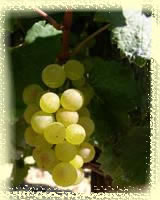 Grappe de Chardonnay